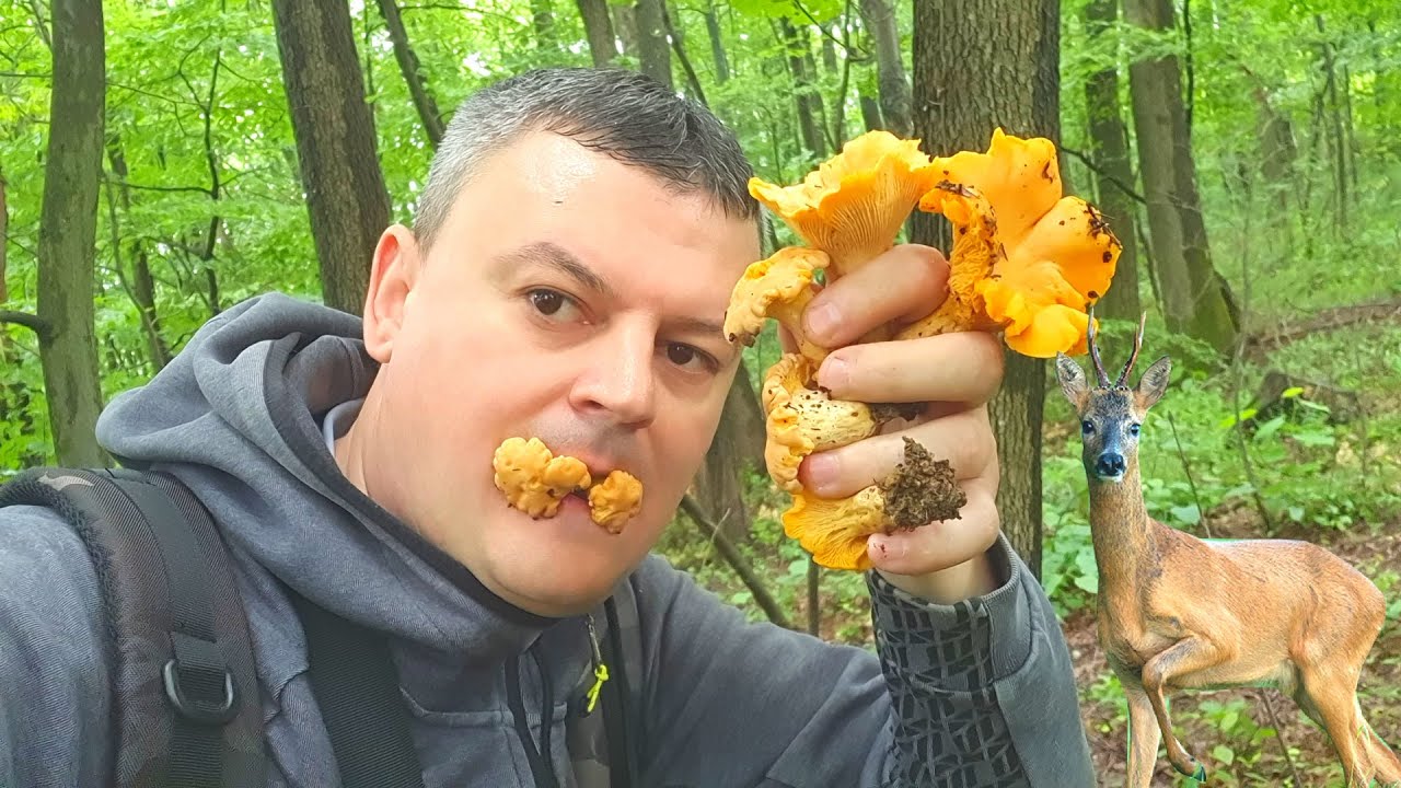 Lisičarke i Srndać - UH što me prepade