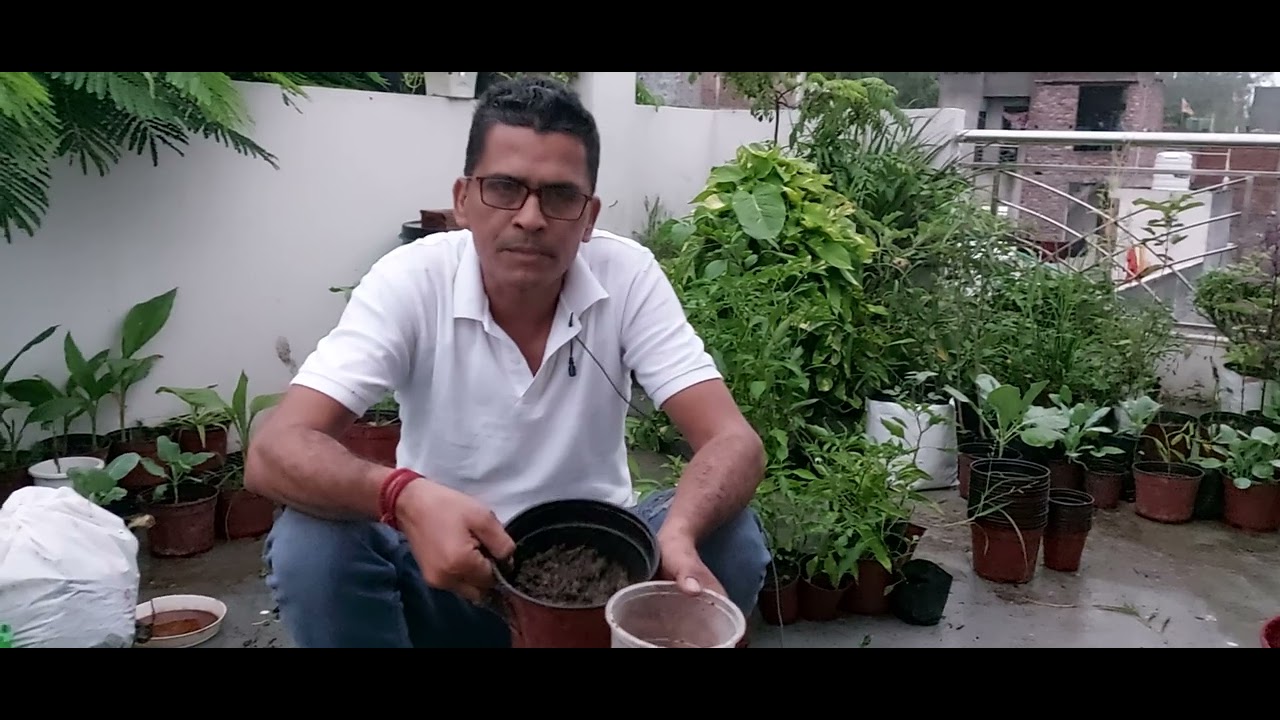Organic Urban Gardening | Urban Kitchen Gardening | Vegetable Growing at Home | Gardening Session