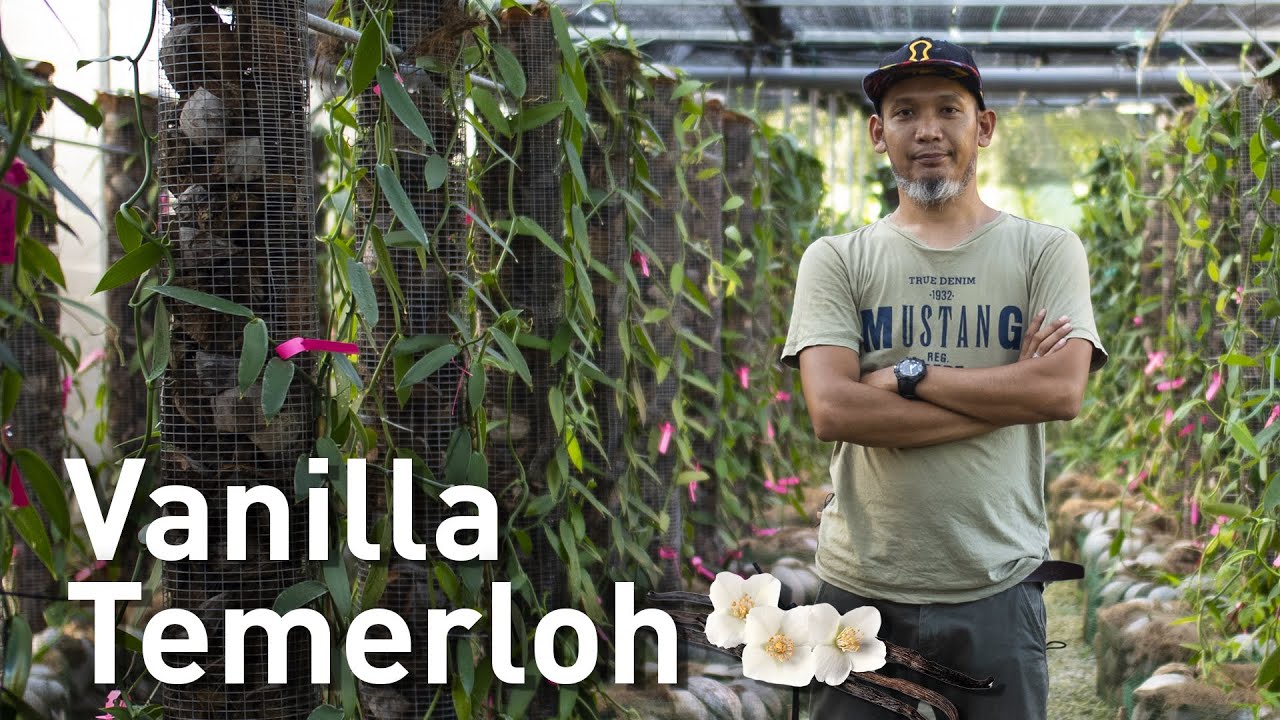 Nekad Berhenti Kerja Untuk Menanam Pokok Vanilla | Hasil Tani