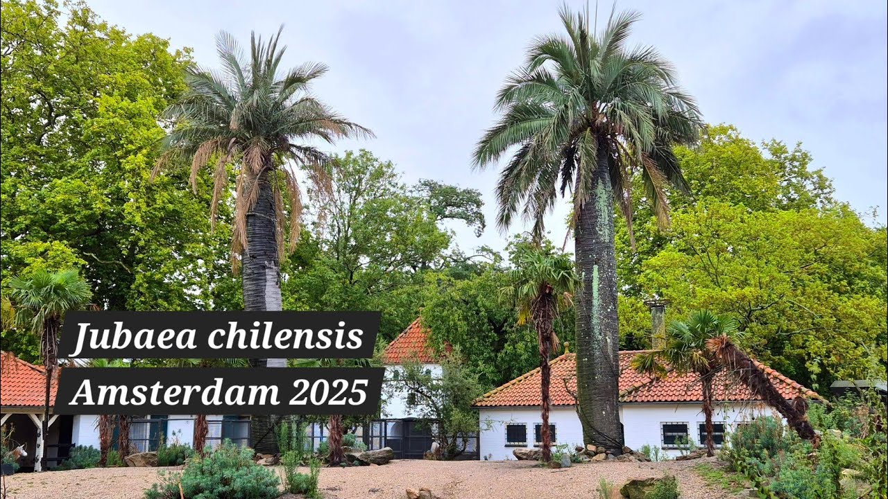 Jubaea chilensis palm trees in Amsterdam 2025