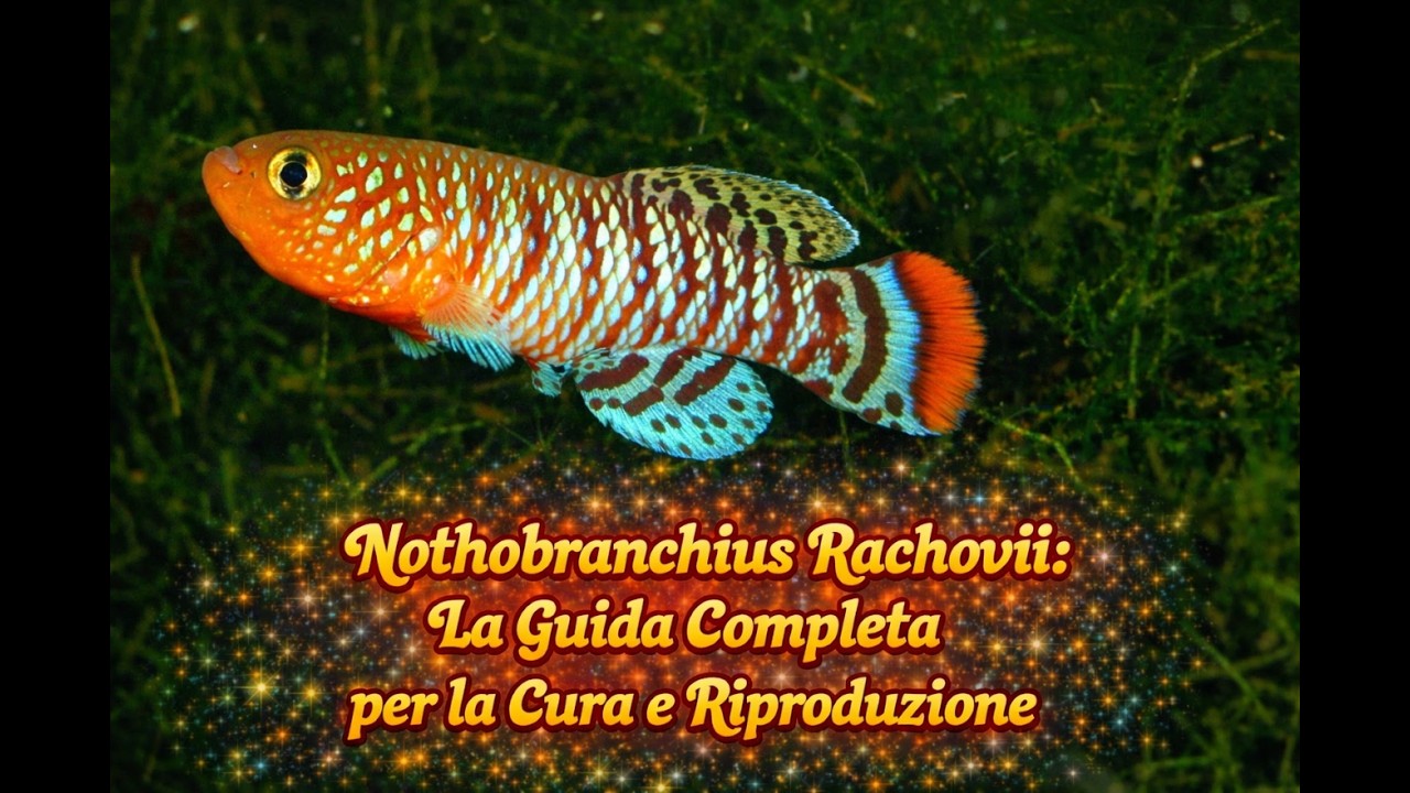 NOTHOBRANCHIUS RACHOVII: LA GUIDA COMPLETA PER LA CURA E LA RIPRODUZIONE