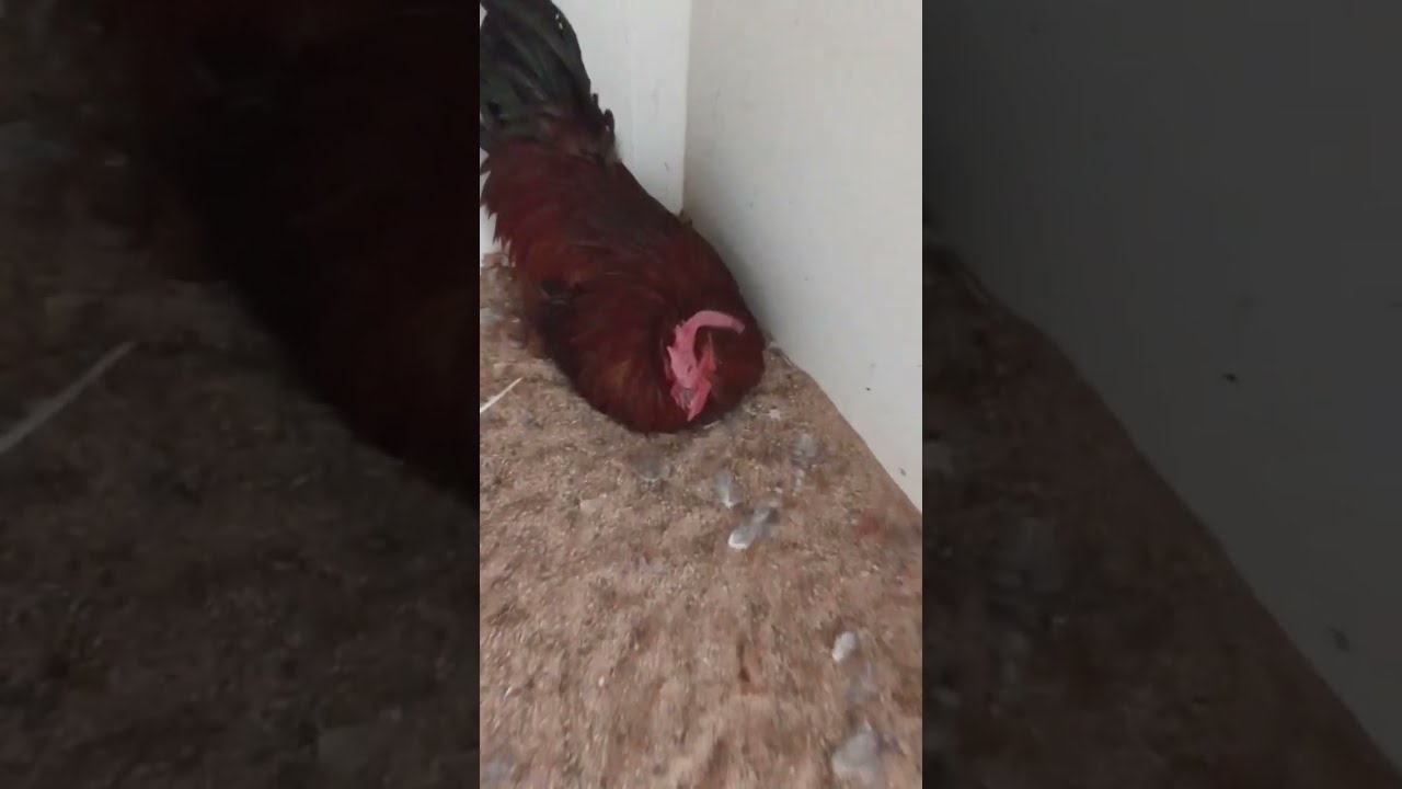 Ginger And Mae Mae Make A Nest For Papa