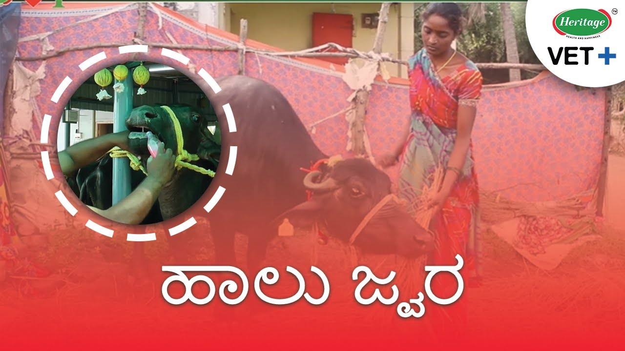 ಹಾಲು ಜ್ವರ | How to recognize Milk Fever? | Heritage VET+ (Kannada - ಕನ್ನಡ)