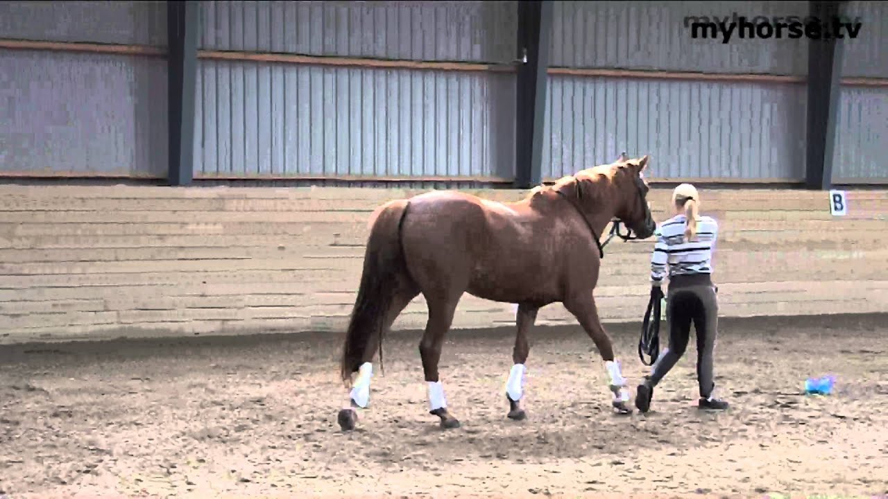 Fysioterapi for Hest og Rytter - Del 2
