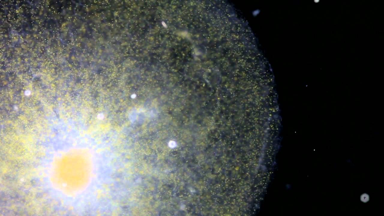 Plankton Chronicles - Protists