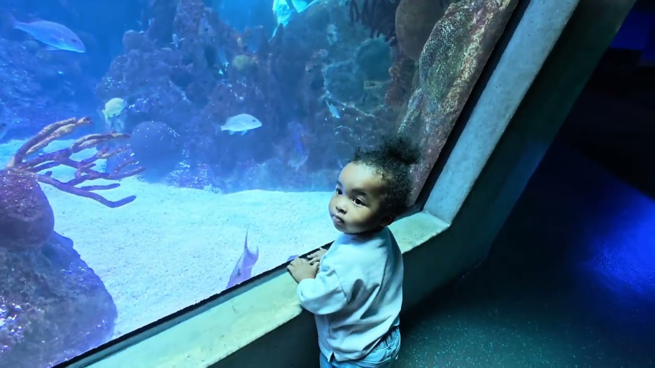 Toddler Sees Fish for the First Time 😍 | Adorable Aquarium Reaction