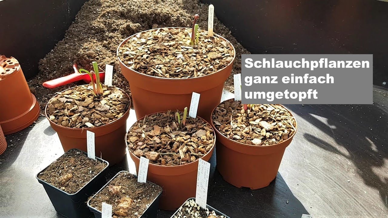 #41 Sarracenia umtopfen und vermehren, so einfach wirds gemacht