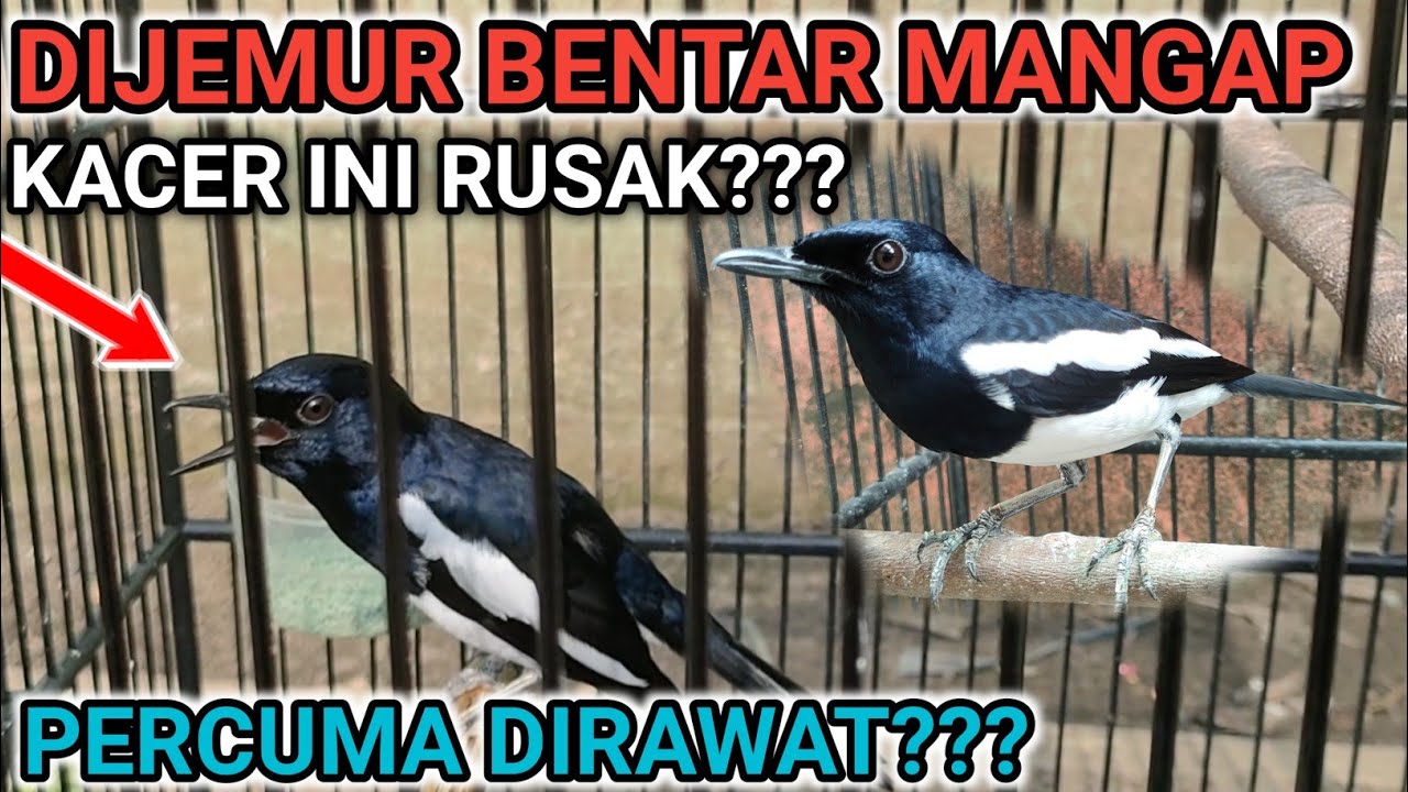 KACER MANGAP ?? PADAHAL BARU DIJEMUR KOK BISA???