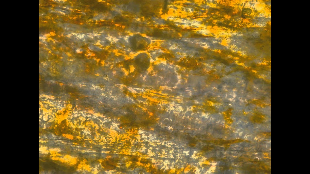 Blood flow inside fish fin.