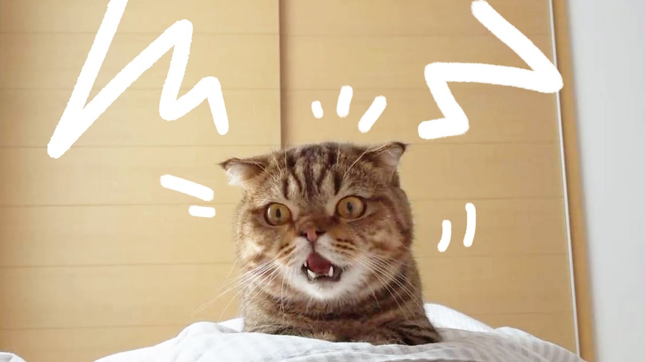 루루 야옹 알람시계⏰ 일어나!!!!!!!!!!!!!!