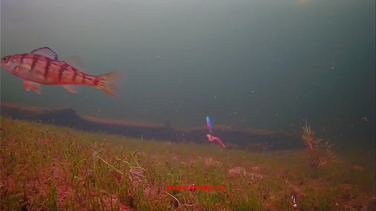 George Alaska pt8 perch