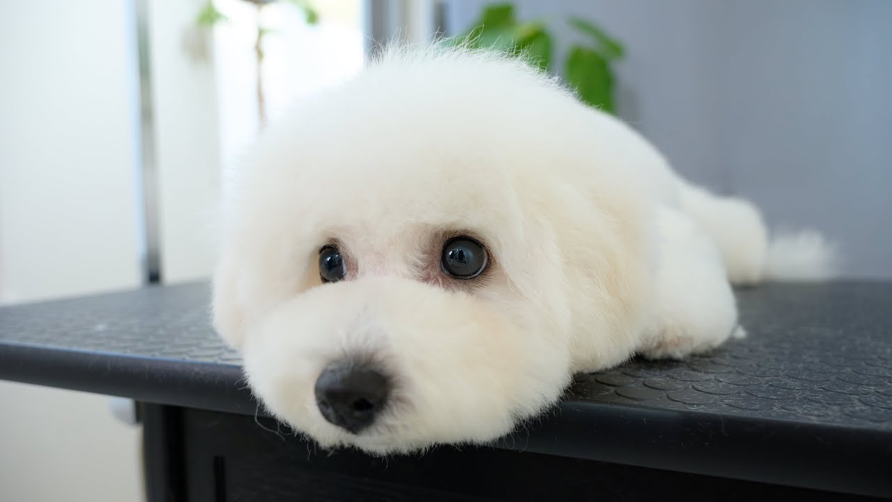 この可愛さを手に入れるのは大変でした