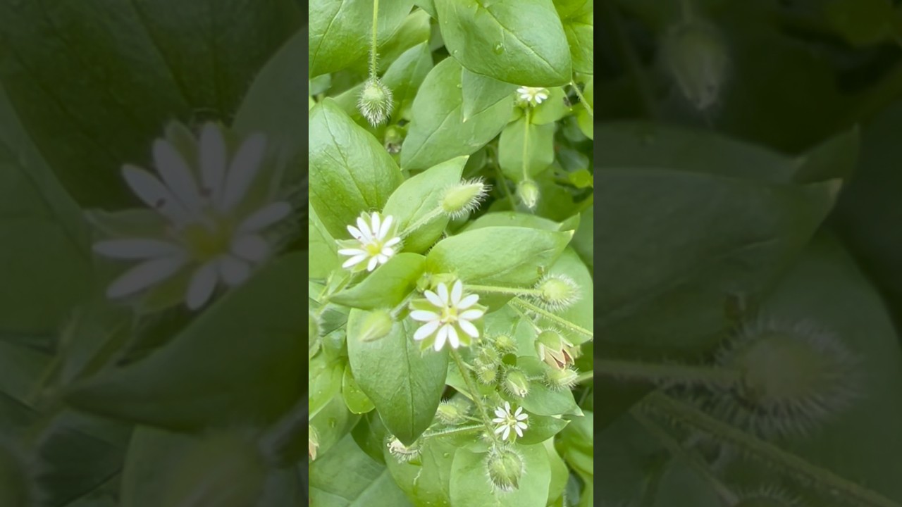 Chickweed