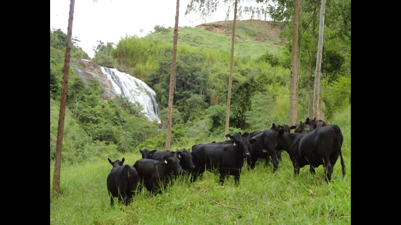 #AGROCULTURA: Pecuária Neutra e Regenerativa é modelo de produtividade e sustentabilidade em MG