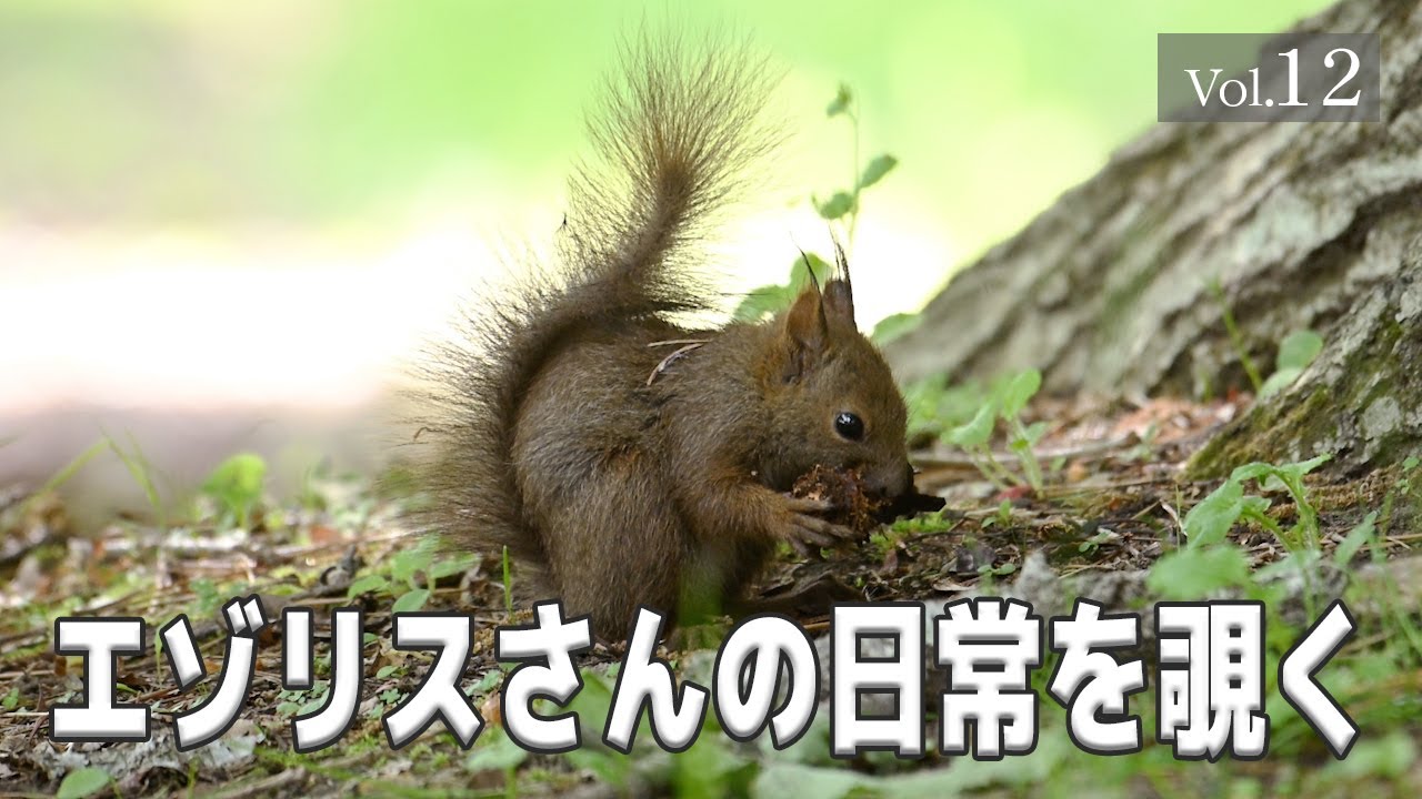 【エゾリスさんの日常を覗く】 Vol.12　#エゾリス #北海道 #野生動物 #癒し