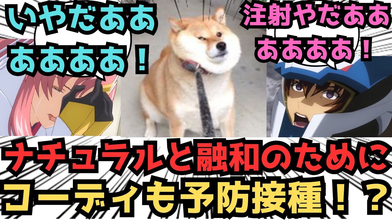 【IF】シン、注射の時期だぞ...に対するみんなの反応集【ガンダムSEED FREEDOM】