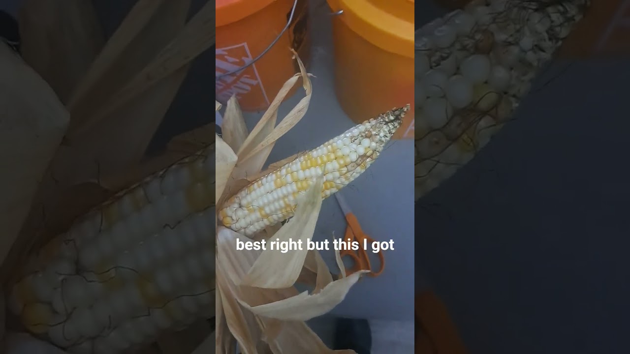 #regenerativeagriculture #corn #plantbreeding #naturalfarming