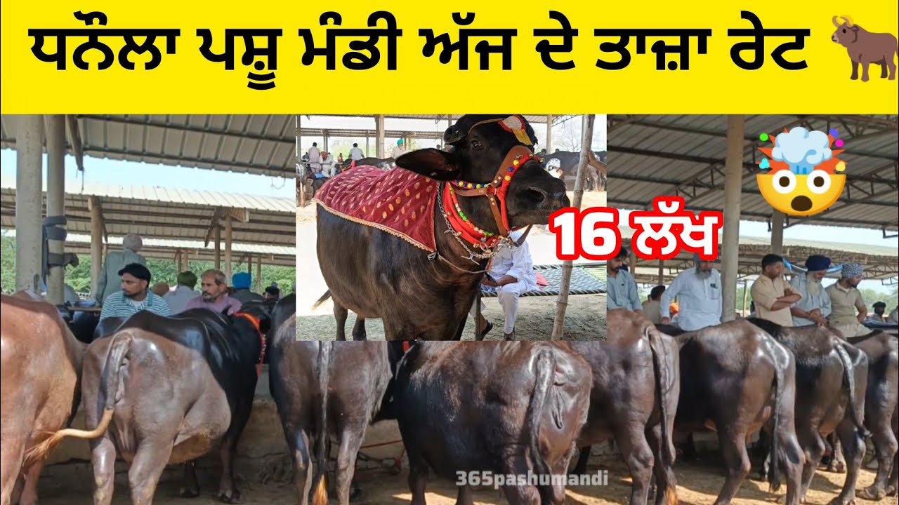 ਧਨੌਲਾ ਪਸ਼ੂ ਮੰਡੀ ਅੱਜ ਦੇ ਰੇਟ | dhanaula pashu Mandi | Buffalo & Cow Latest Rates Punjab #cow 