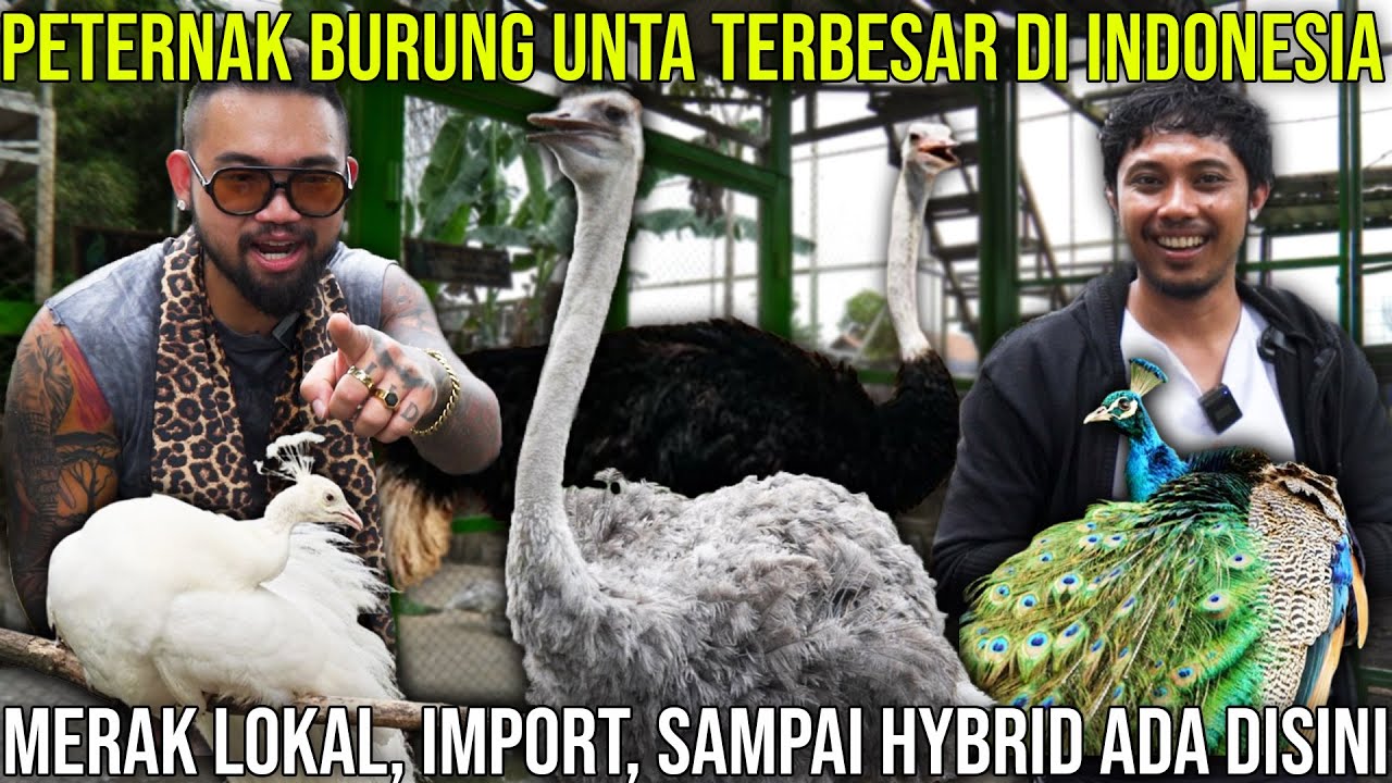 PETERNAK BURUNG UNTA TERBESAR DI INDONESIA! MERAK LOKAL, IMPORT SAMPAI HYBRID ADA DISINI!!!