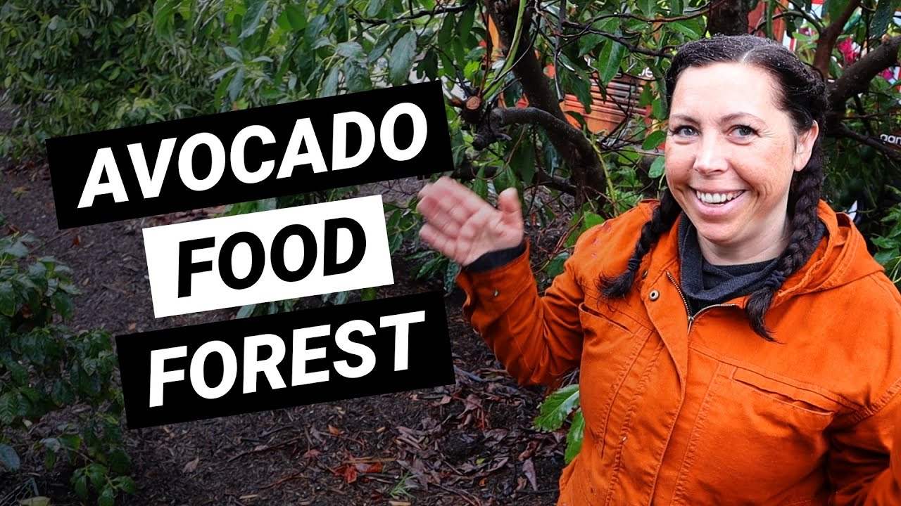 Cash Crop - Avocado Food Forest