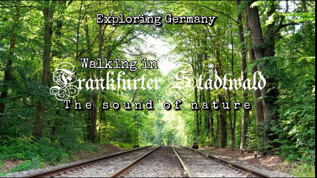 [4K] ASMR Walking in Frankfurt Stadtwald | The sound of nature | Exploring Germany