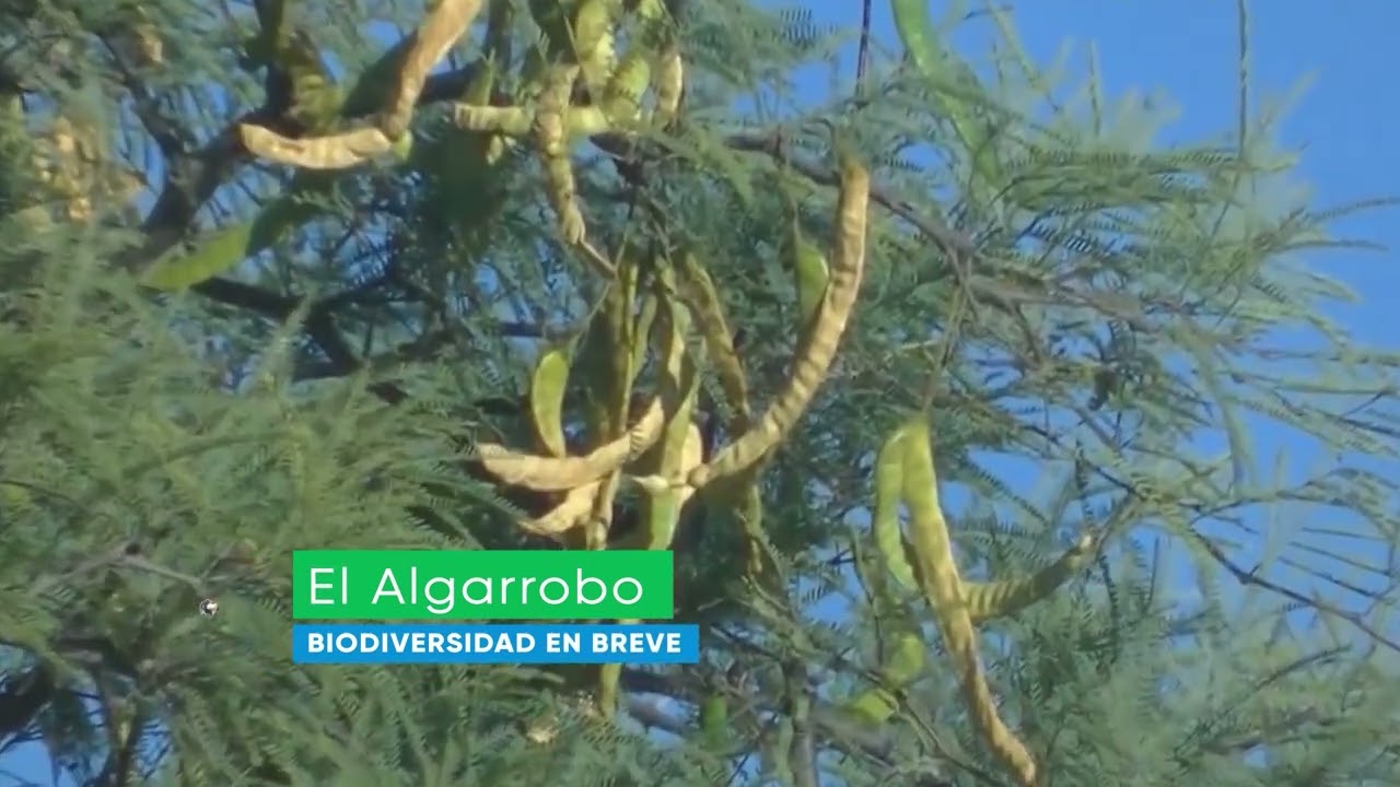 Biodiversidad en Breve El Algarrobo