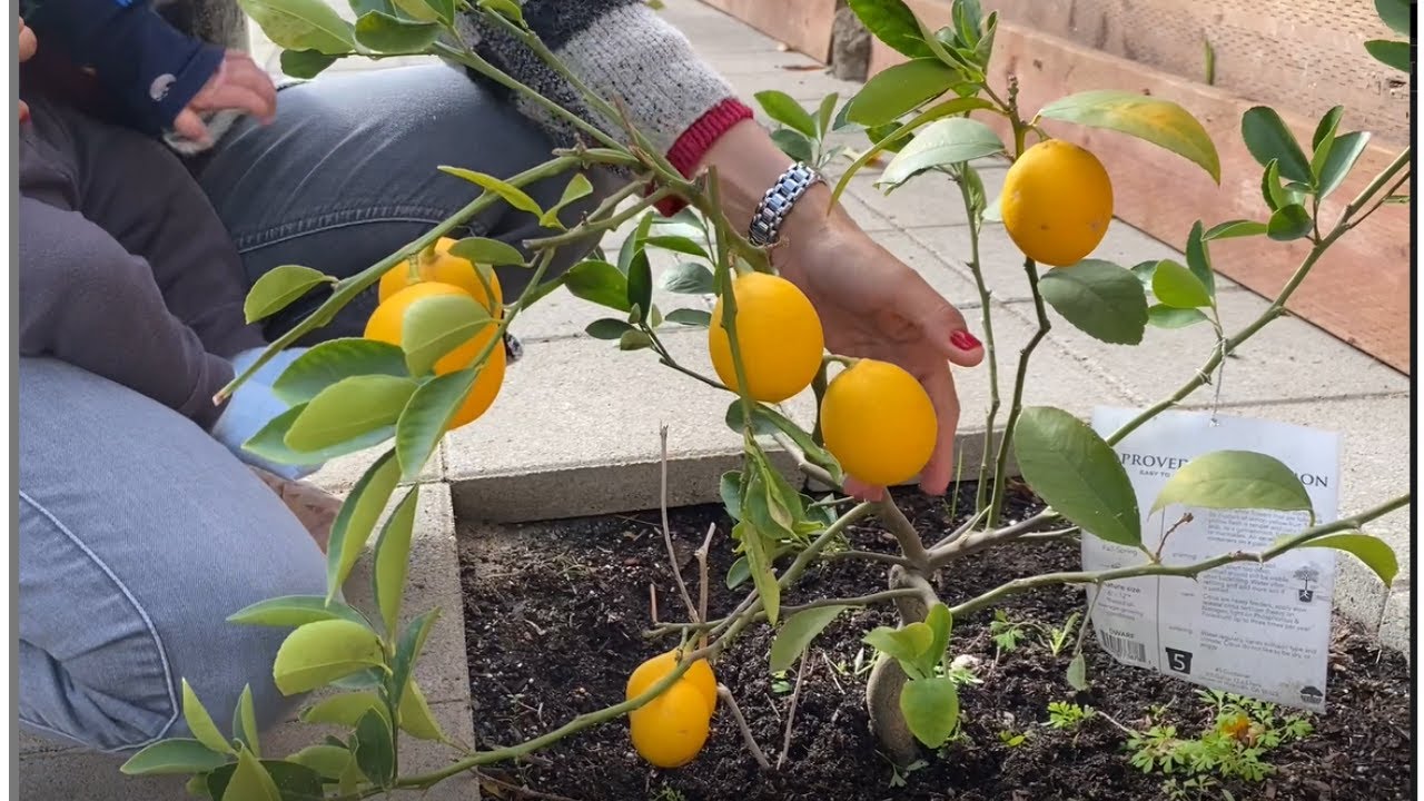 DWARF MEYER LEMON TREE | MEYER LEMON TREE | JOHN DAO