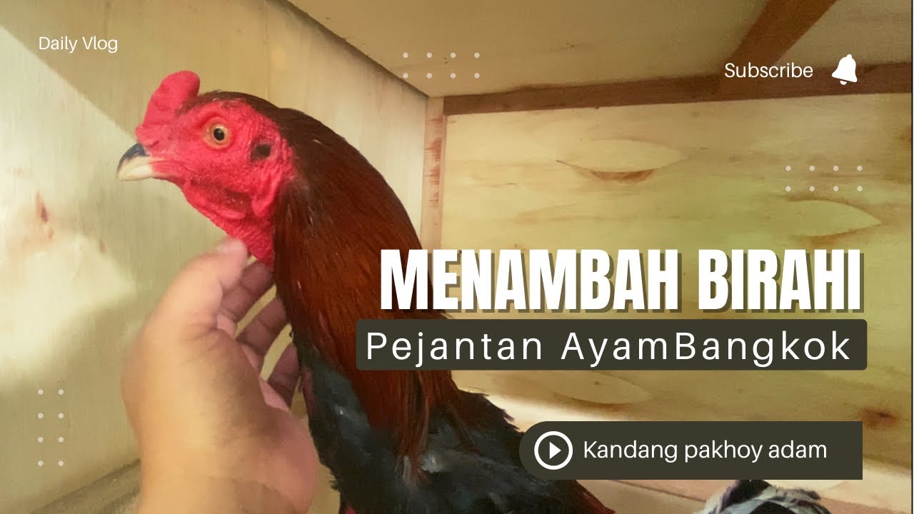 MENAMBAH BIRAHI PEJANTAN | AYAM BANGKOK | PAKHOY | Kandang Pakhoy Adam