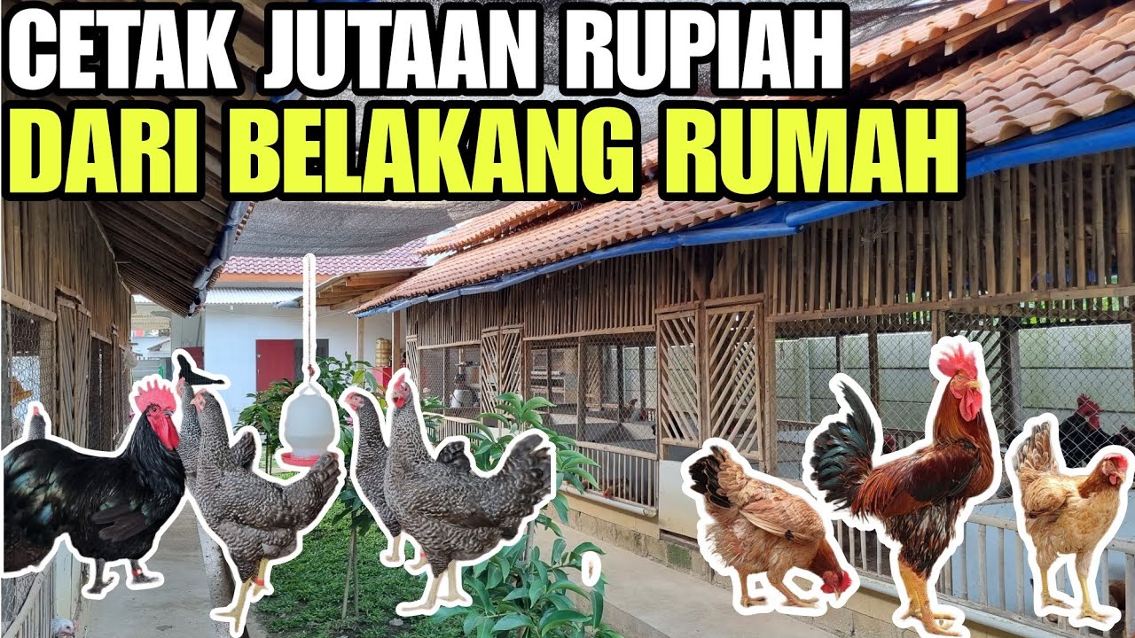 SUKSES TERNAK AYAM KAMPUNG MODERN