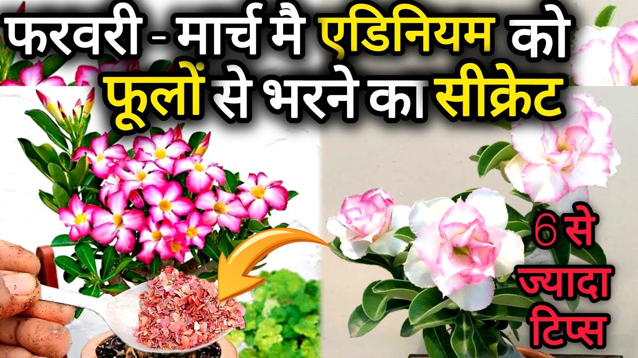 Dormency के बाद के जरूरी काम।फूलों से भर जाएगा पौधा। Adenium care in February/March।#kirankibagia 