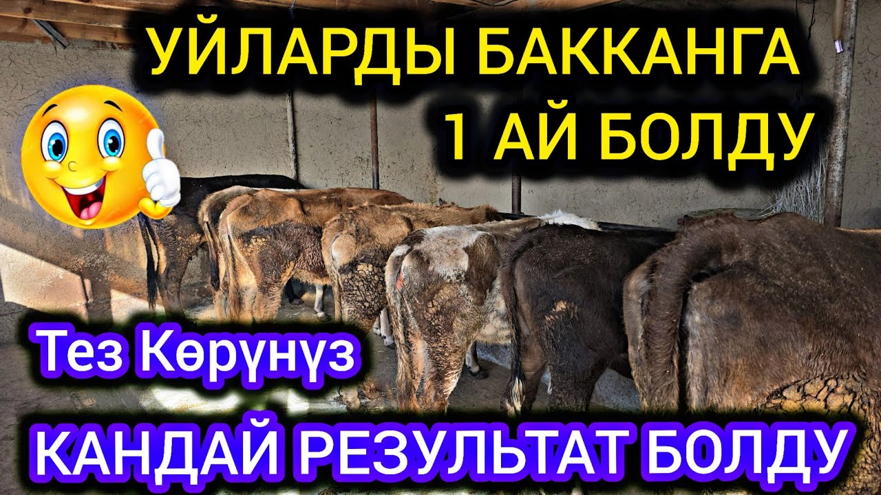 УЙЛАРДЫ БАККАНГА 1 АЙ БОЛДУ 👍 КАНДАЙ РЕЗУЛЬТАТ БОЛДУ👍 #байкж 
