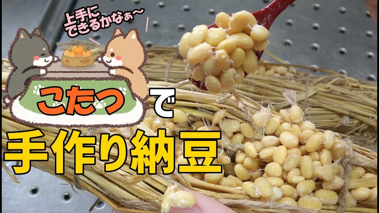 こたつでわら納豆を作れるのか？？