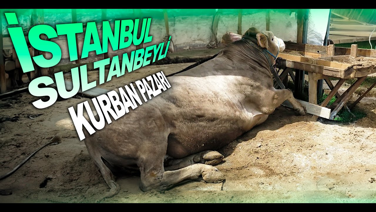 PAZARLAR SON GAZ DEVAM ! | SULTANBEYLİ KURBAN PAZARI BÖLÜM 2