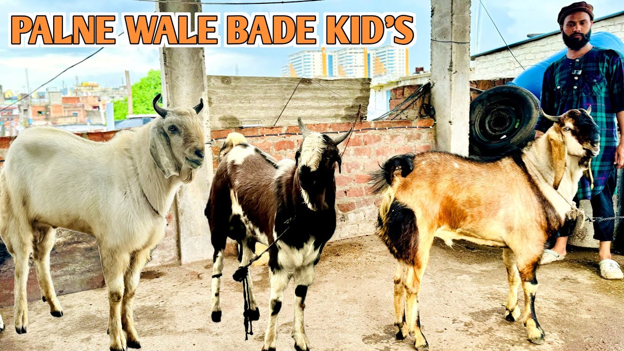 Palne Wale Bade Goat Kid’s Kota Malwa At Anas Goat’s