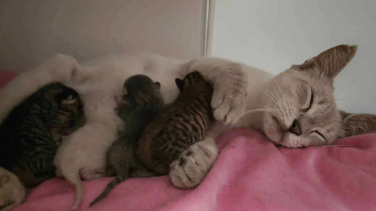 Preparing Kittens For Bed and Nursing At Night 🥹💕