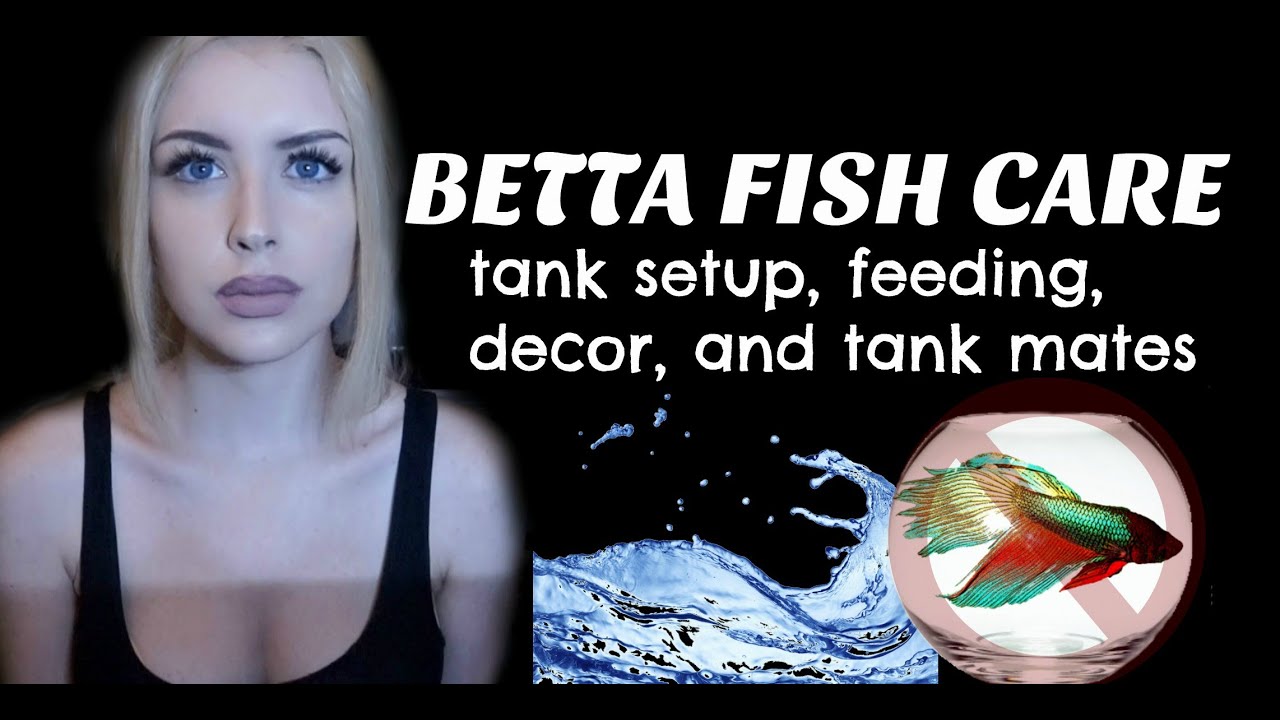 LET'S TALK ABOUT BETTA FISH (Care Guide)