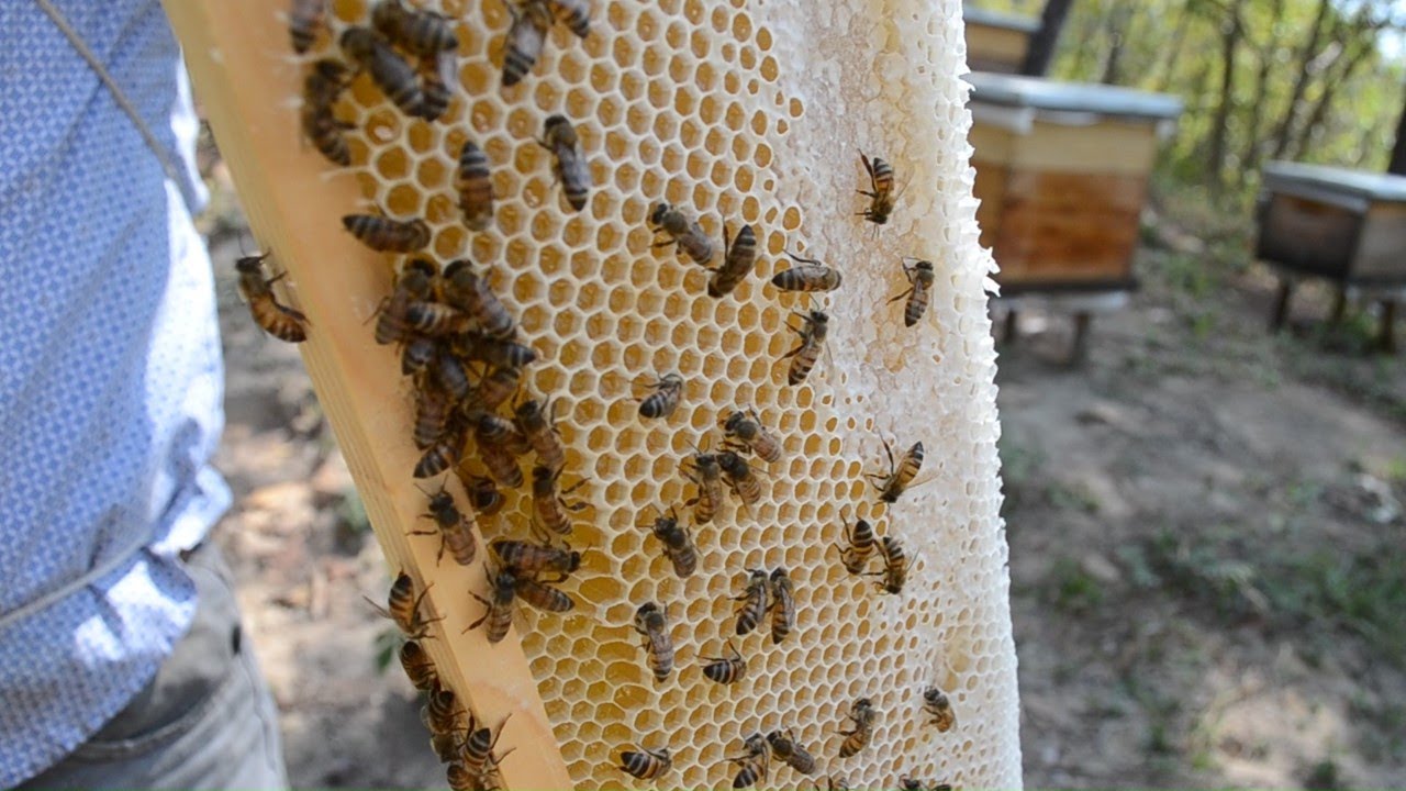 Lo mejor de videos de Apicultura y abejas | Apivlog