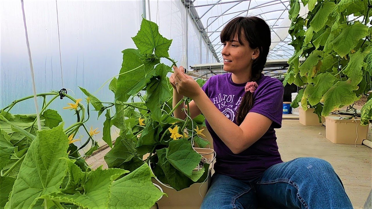 Gearing Up for the Season and a Hydro Experiment - ONIONS?