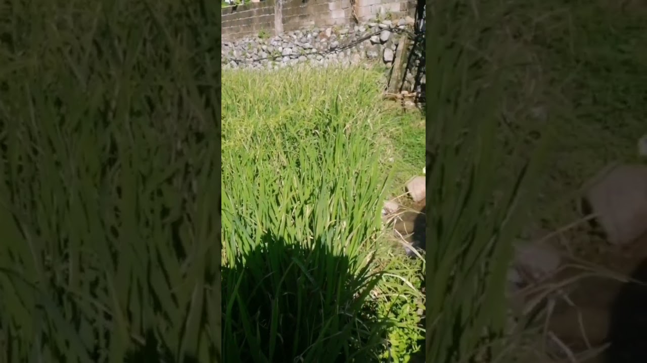 @Payew yo ay Sininsunkong