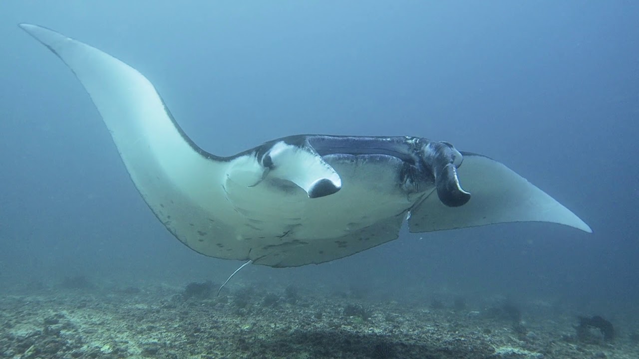 Philippines : Scuba diving in Donsol and Ticao