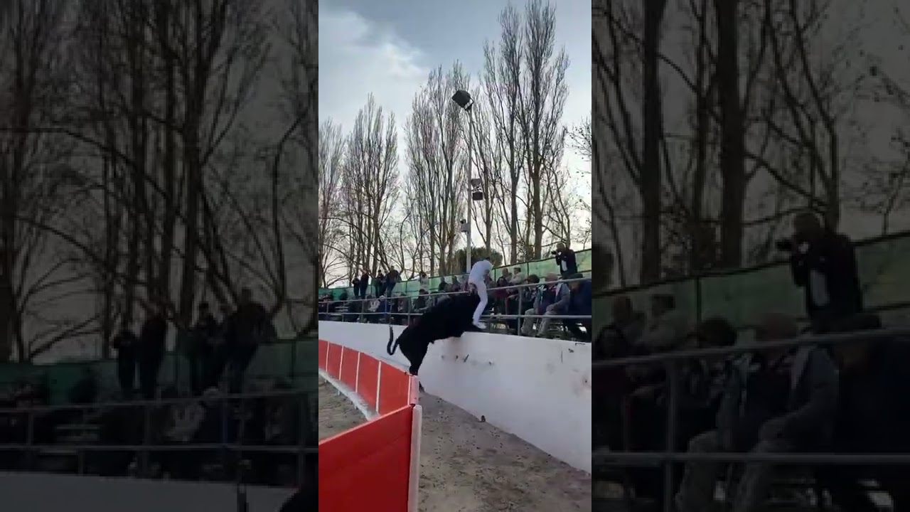 Action du jour (19/03/2022) - Noves - Taureau 739 de Cuille sur Steven Jakupy