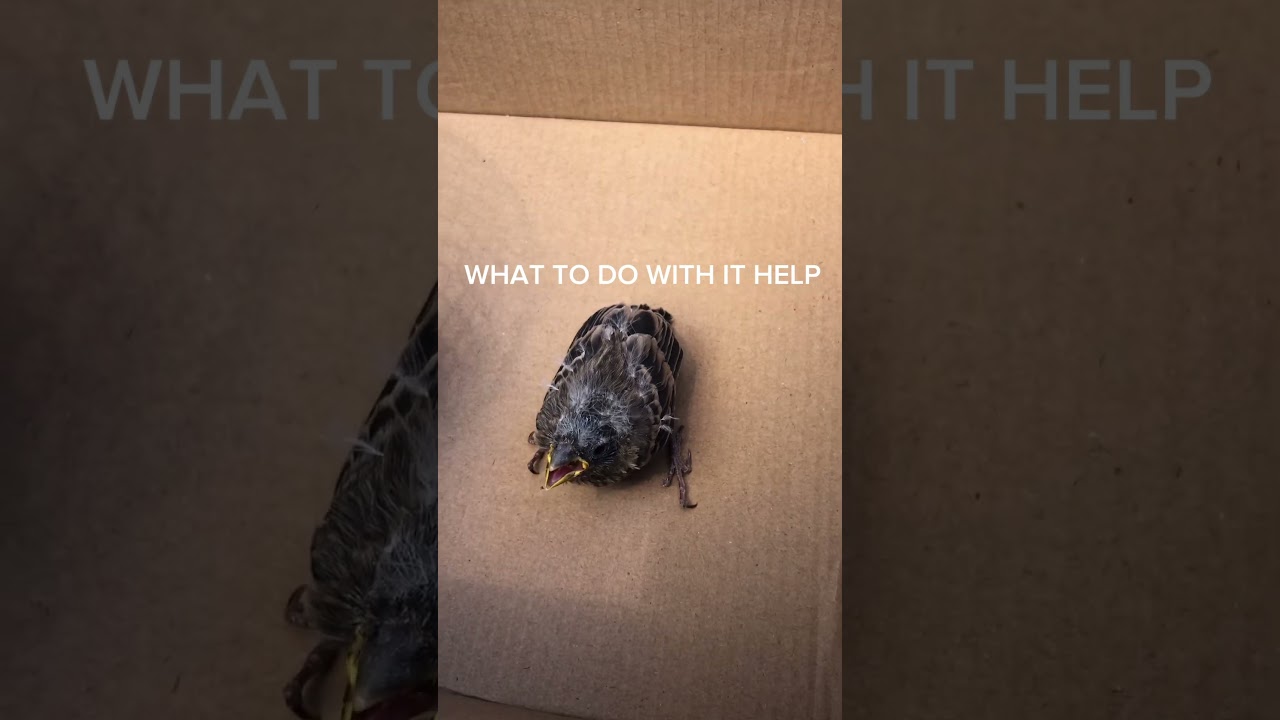 baby bird fell from nest what to do?