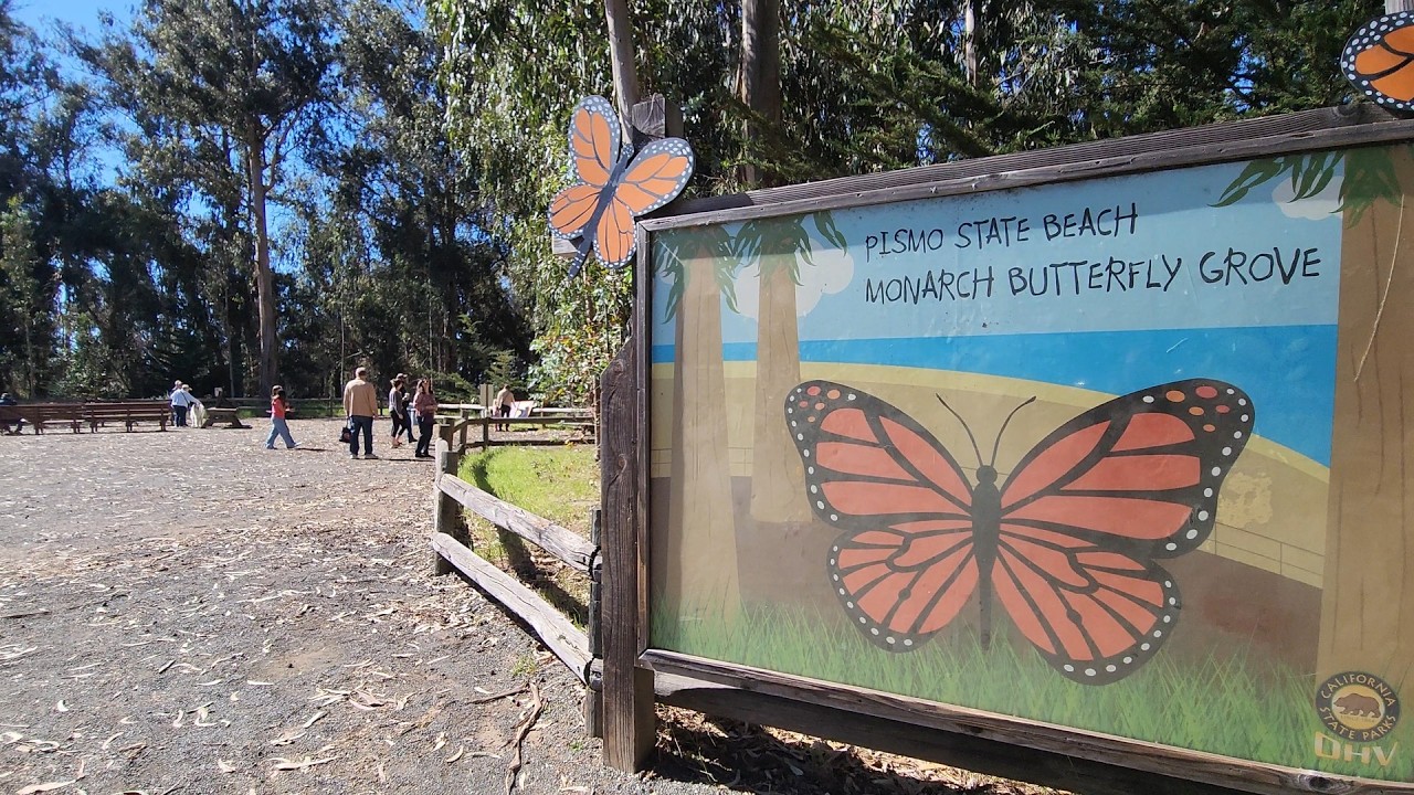 Pismo Beach Monarch Butterfly Grove
