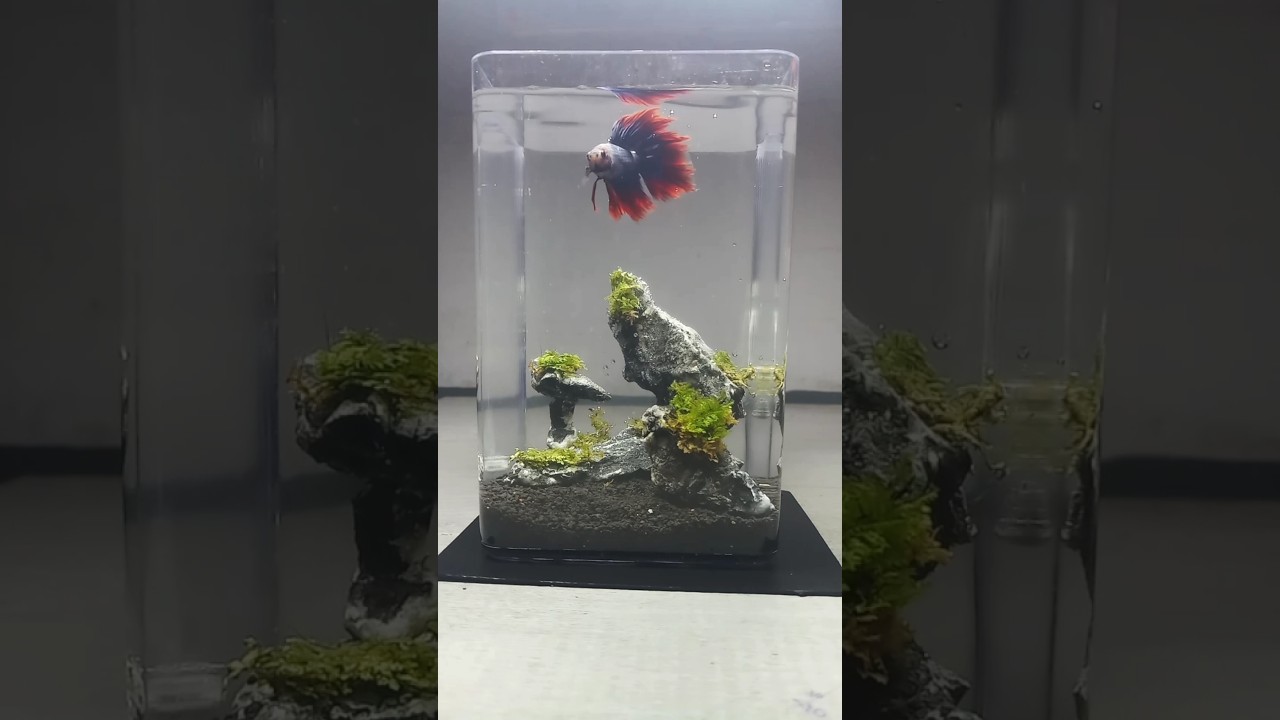 simple aquascape 2 #bettafish #miniaquascape #aquarium