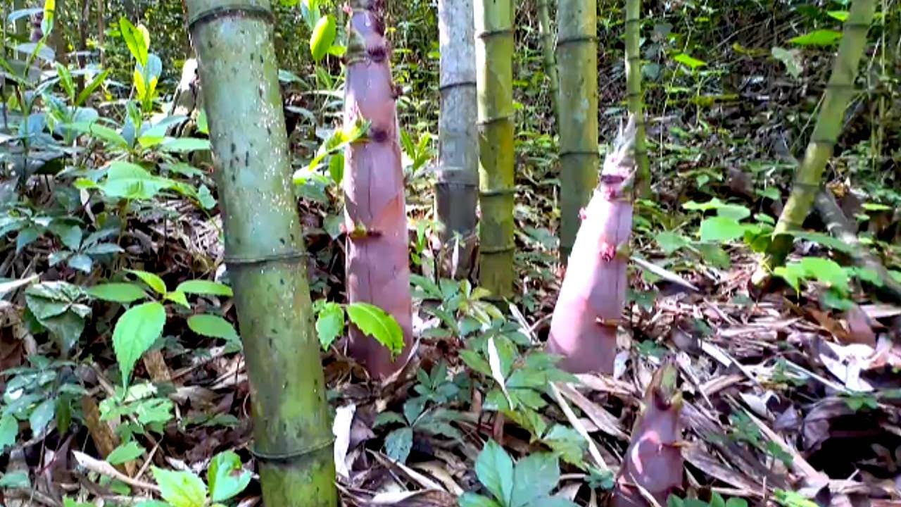 野生小竹筍終於來了，掰著真過癮，怎麼做才好吃呢#川農小韓 #food #新鲜采摘 #mushroom #美食 #田園生活 #eat #竹笋