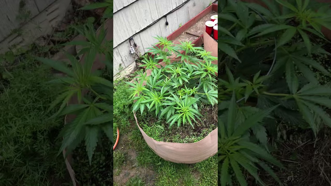 Intro to the 2020 garden! Thug pug, Oni seed co and more!