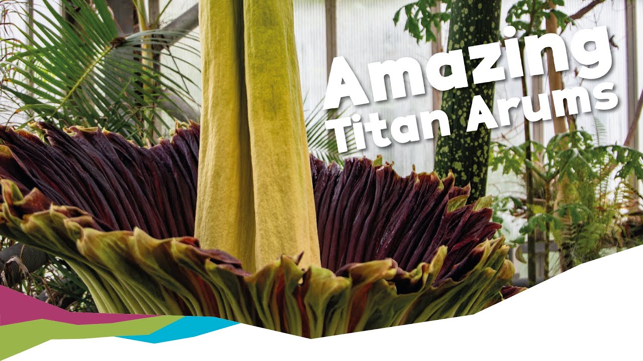 Titan Arums -The Worlds Largest Bloom!
