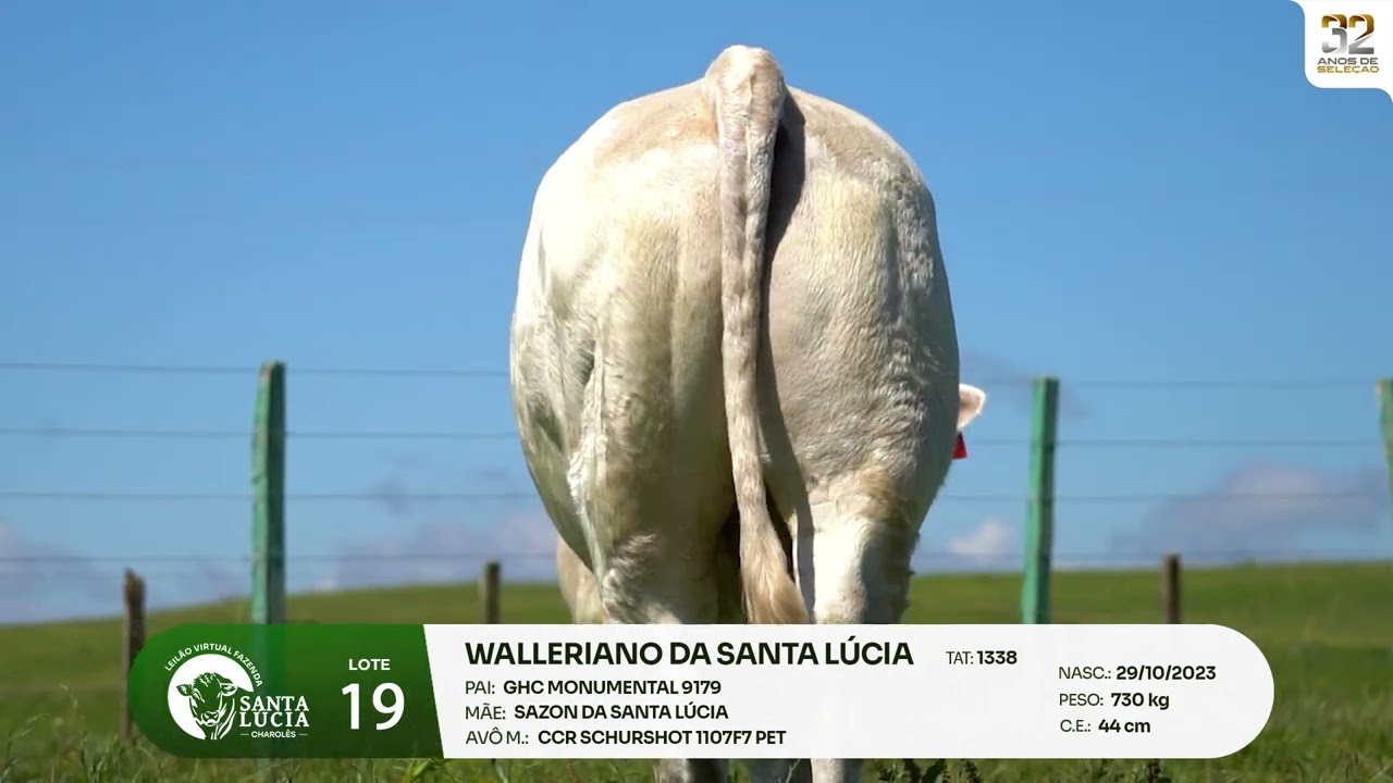 LOTE 19 - Leilão Virtual Fazenda Santa Lucia, 32 anos - 20/03/2026 - 19h