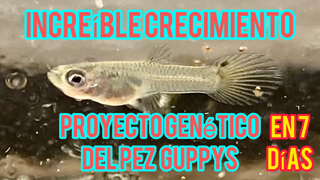 Como hacer CRECER RÁPIDO a nuestros ALEVINES de PEZ GUPPY Bettaclubargentina 2021