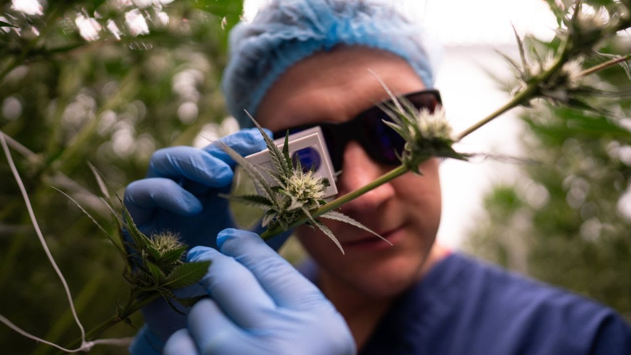 Inside secret &pound;10m medicinal cannabis factory - guarded by ex-soldiers | SWNS